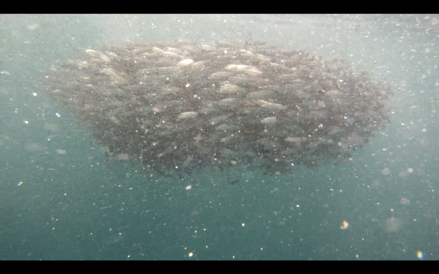 a dense school of herring, or "bait ball", filmed underwater
