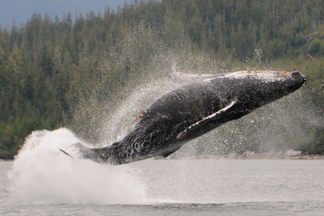 Humpback whale "Android", breaching (photo: Christie McMillan, MERS)